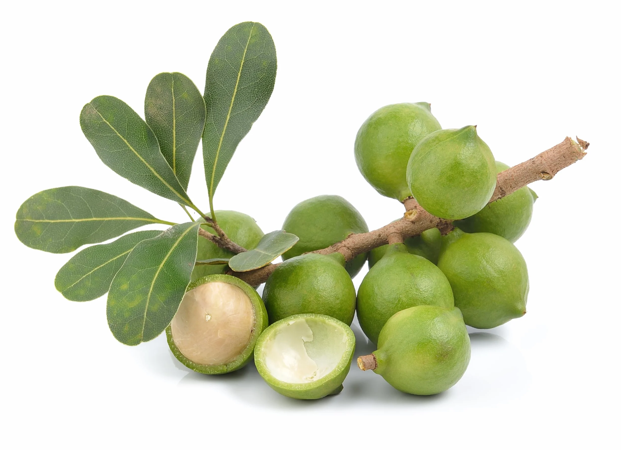 Mundo Feliz - Nueces de macadamia ecológicas crudas, 5 bolsas de 100 g