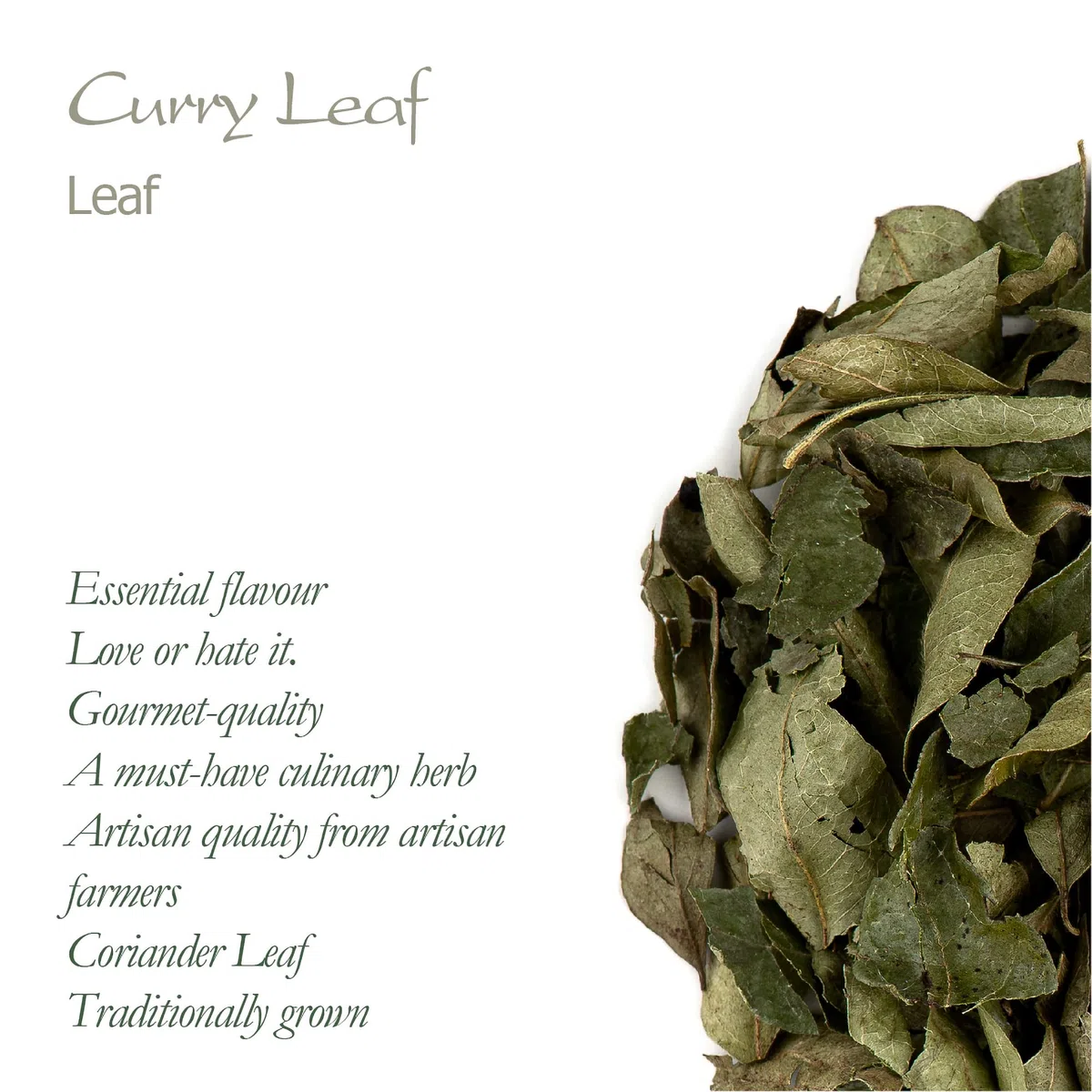 Curry Hojas Frescas Deshidratado - Curri Hoja